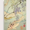 Koi