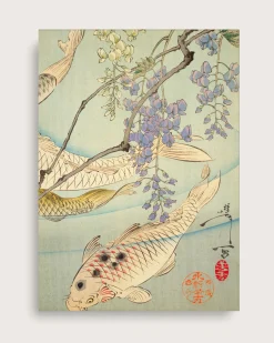 Koi