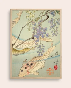 Koi